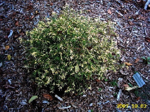 Chamaecyparis pisifera 