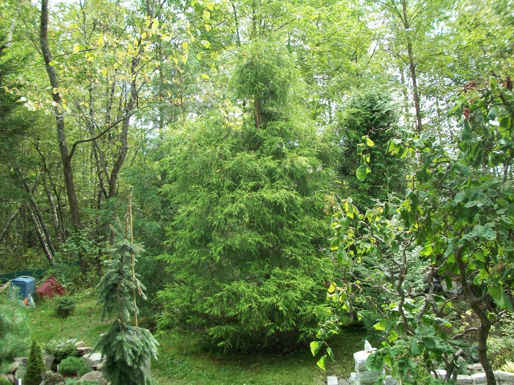 Chamaecyparis pisifera 