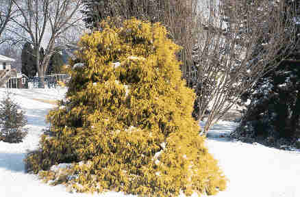 Chamaecyparis pisifera 