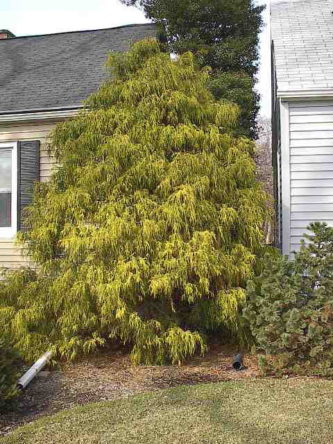 Chamaecyparis pisifera 