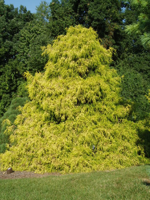 Chamaecyparis pisifera 