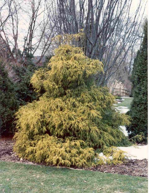 Chamaecyparis pisifera 