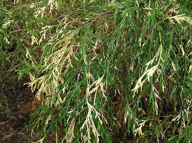 Chamaecyparis pisifera 