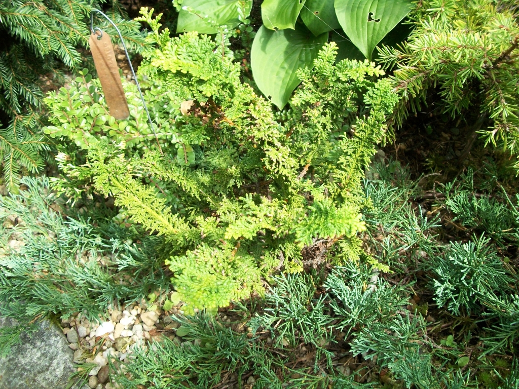 Chamaecyparis obtusa 