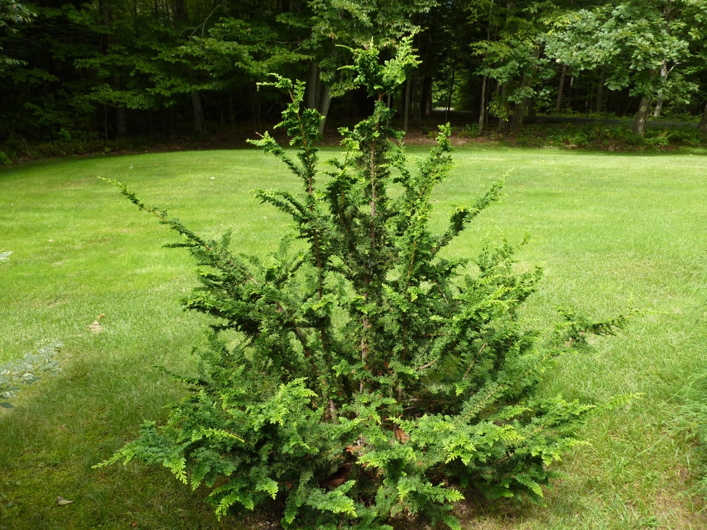 Chamaecyparis obtusa 