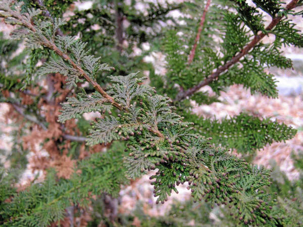 Chamaecyparis obtusa 