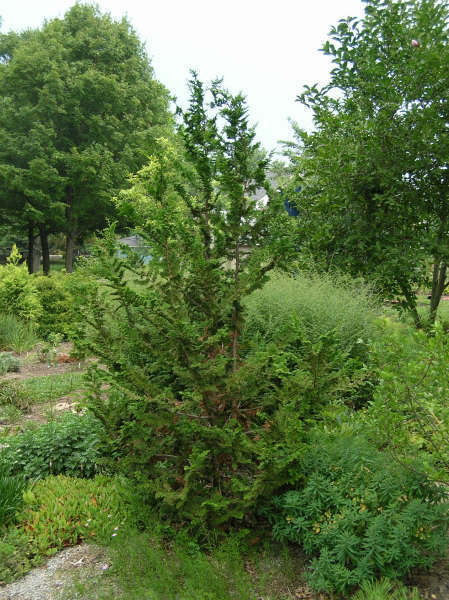 Chamaecyparis obtusa 