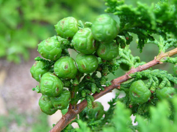 Chamaecyparis obtusa 