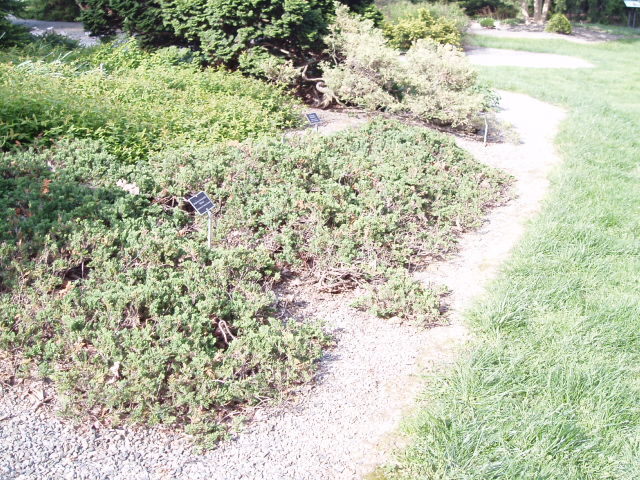 Juniperus horizontalis 