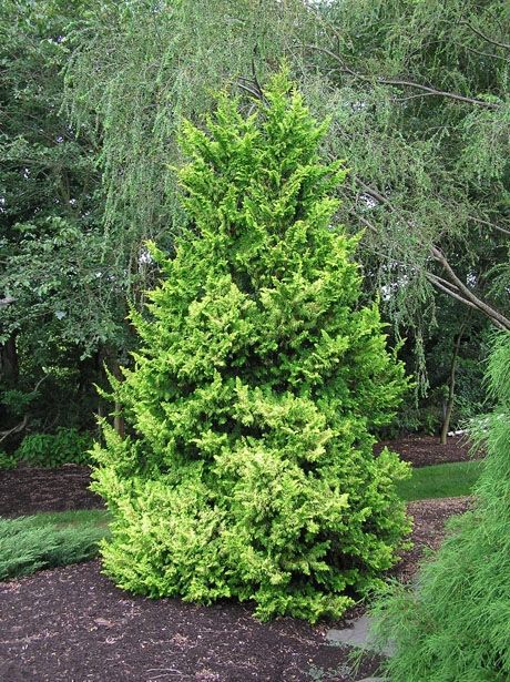 Chamaecyparis obtusa 