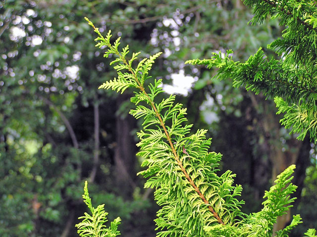Chamaecyparis obtusa 