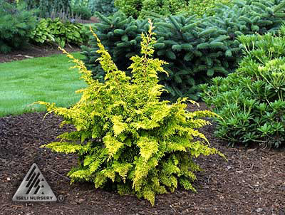 Chamaecyparis obtusa 