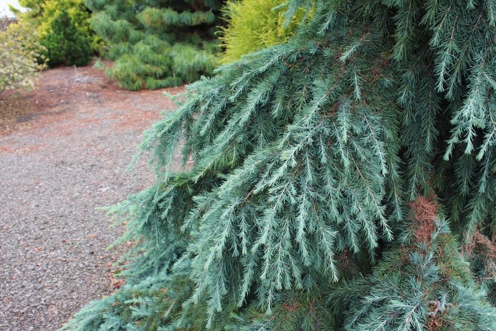 Cedrus deodara 