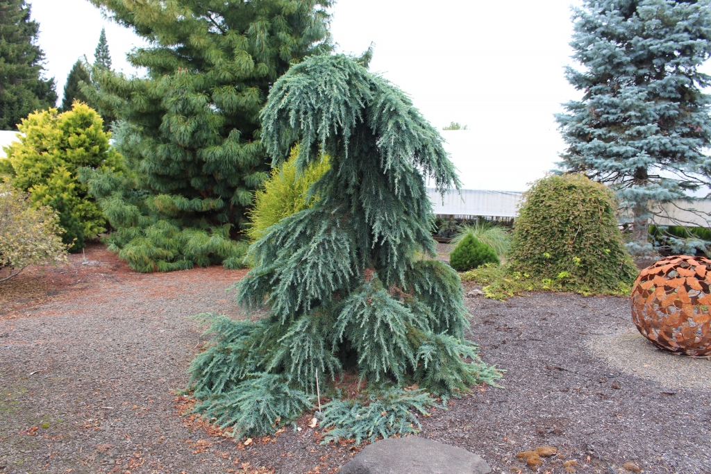 Cedrus deodara 