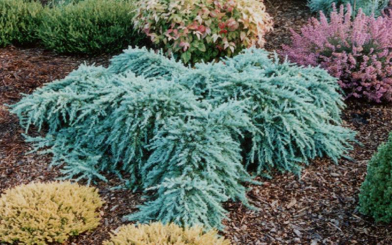 Cedrus deodara 