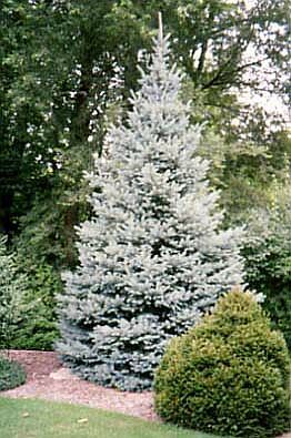 Picea pungens 