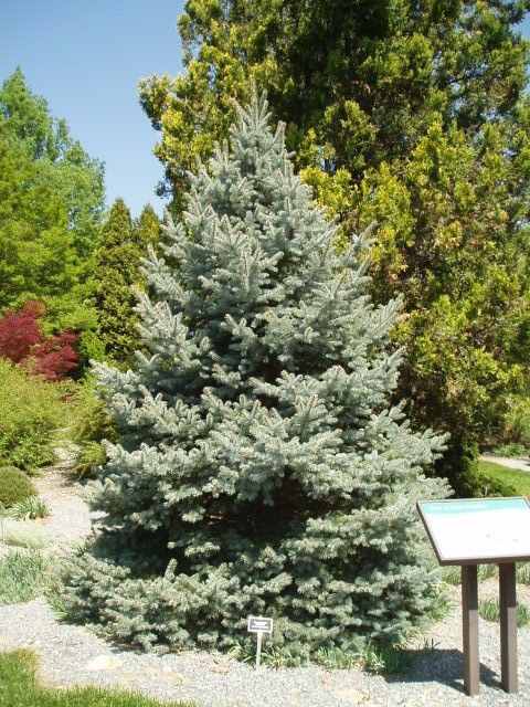 Picea pungens 