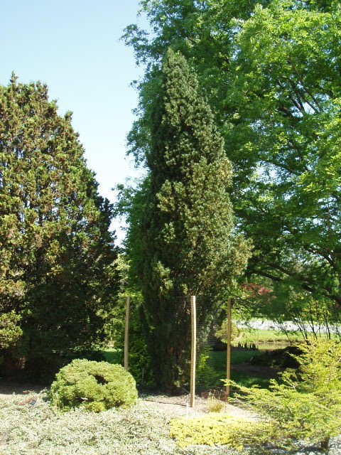 Taxus baccata 