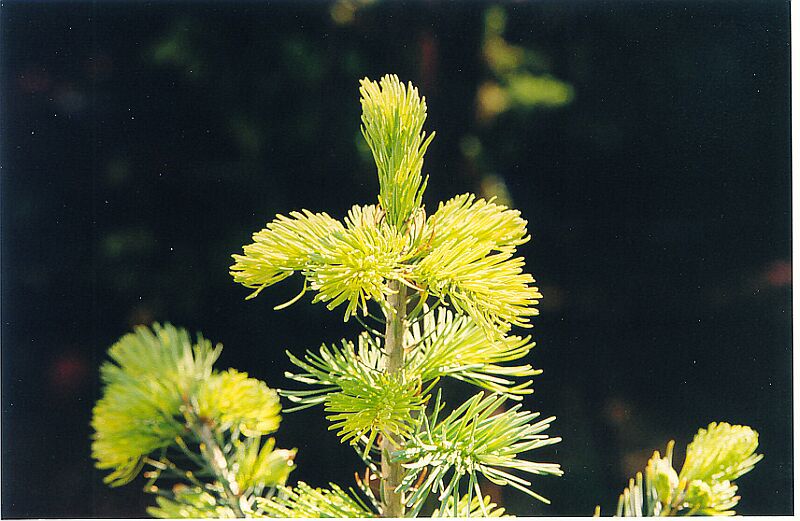 Taxus baccata 
