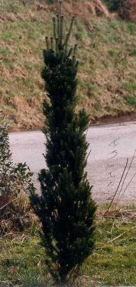 Abies alba 
