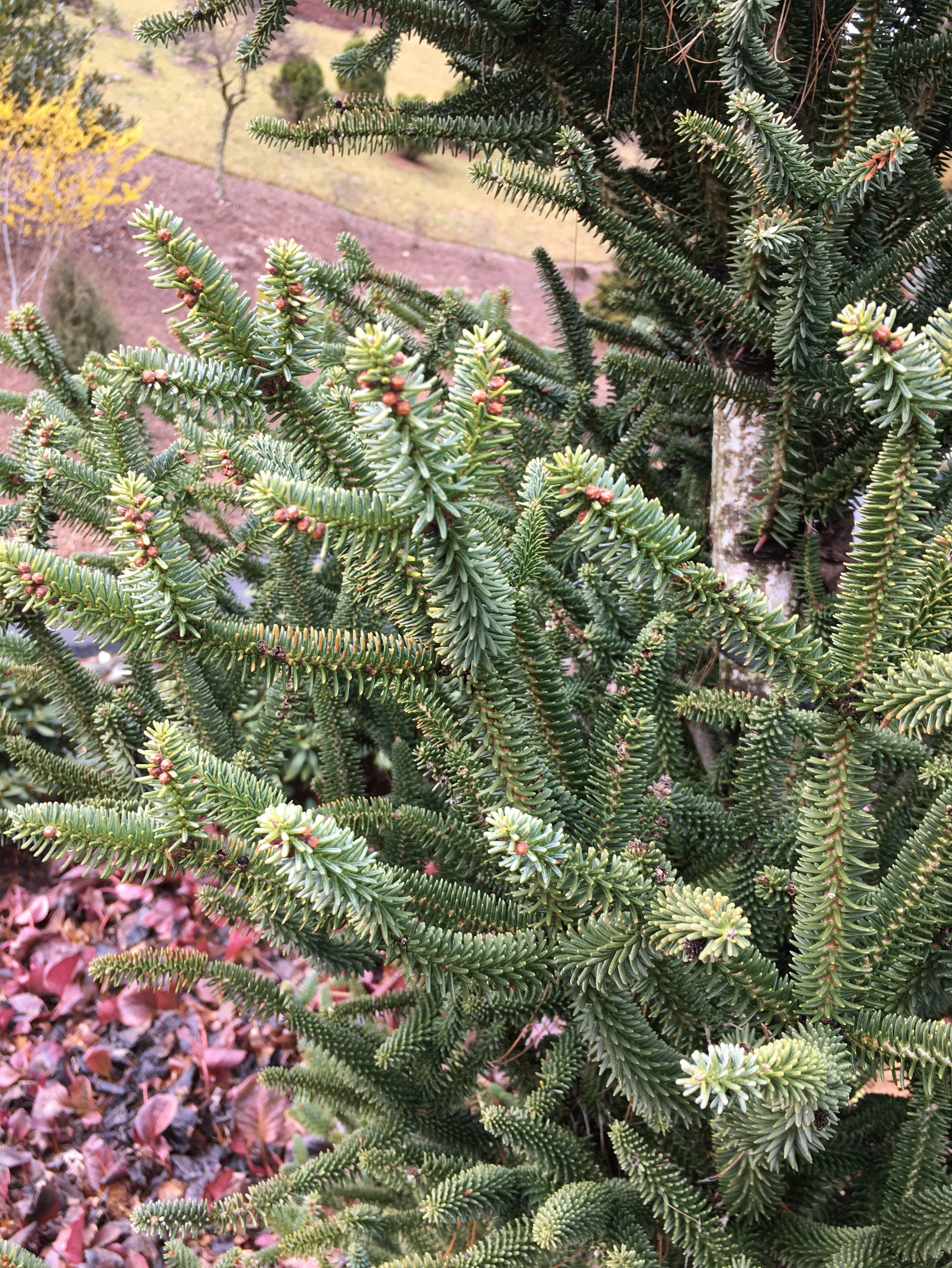 Abies pinsapo 