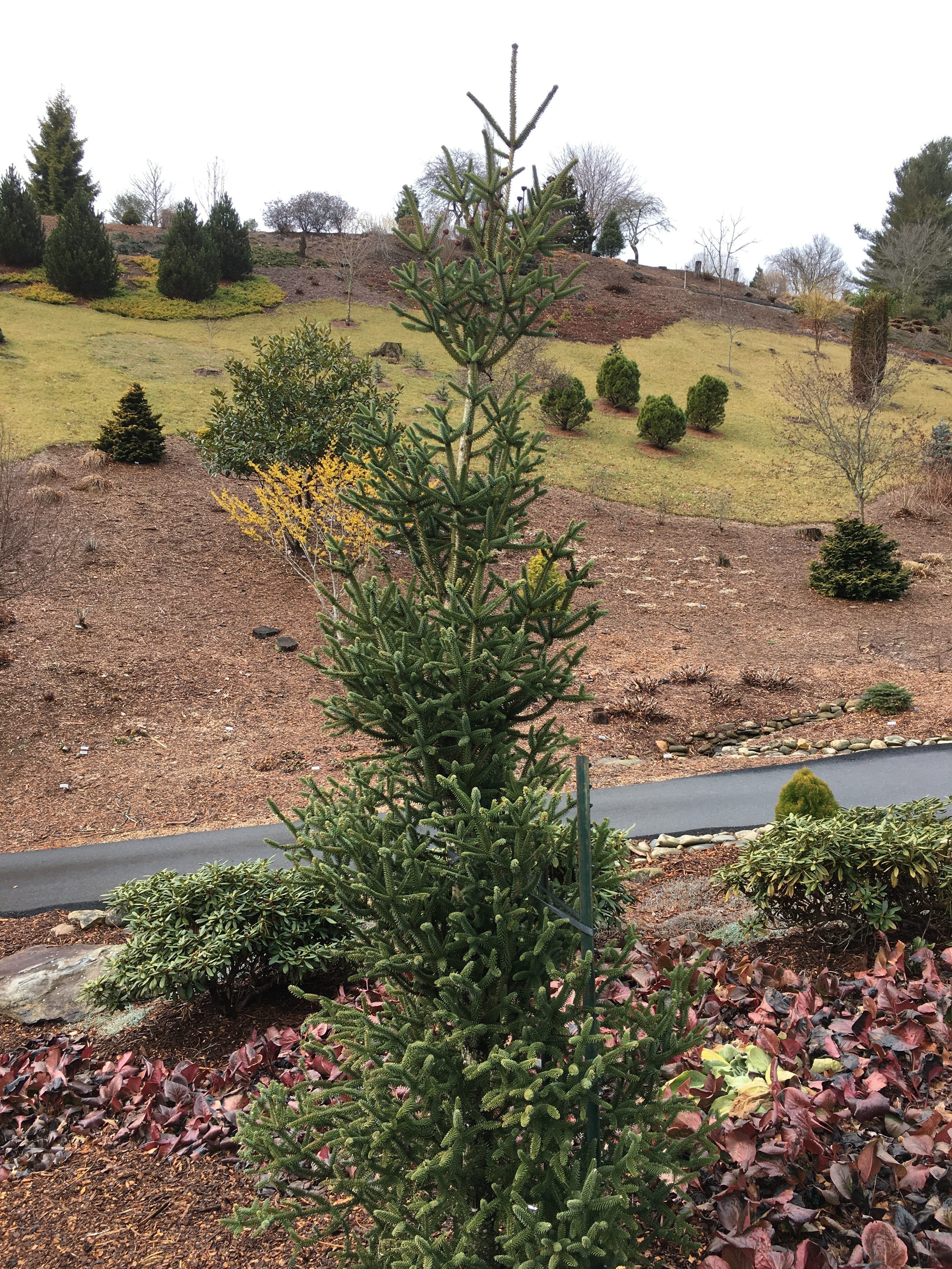 Abies pinsapo 