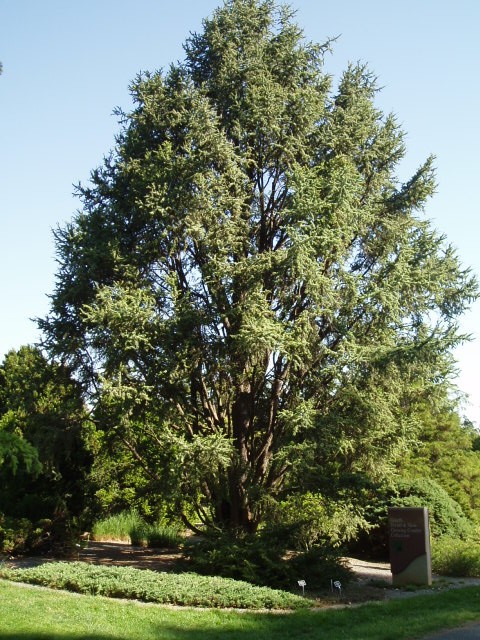 Cedrus atlantica 