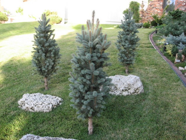 Picea pungens 