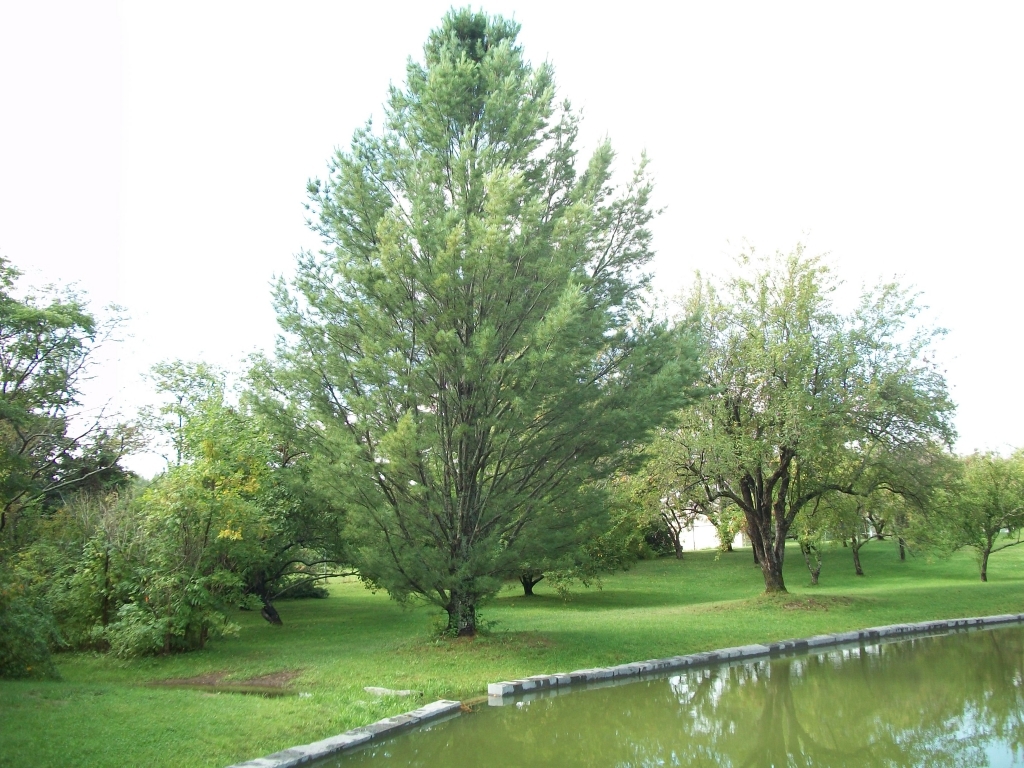 Pinus strobus 
