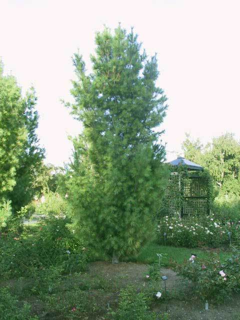Pinus strobus 
