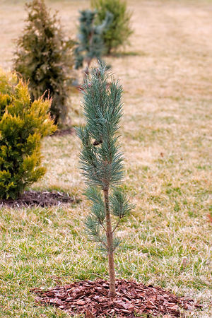 Pinus sylvestris 