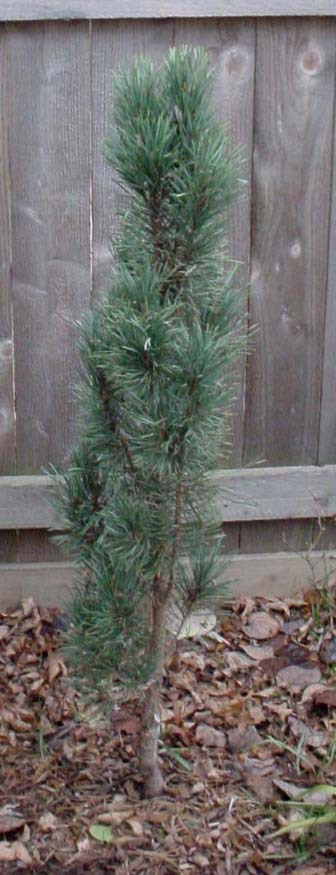 Pinus sylvestris 