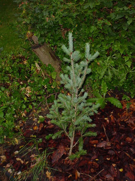 Pseudotsuga menziesii 