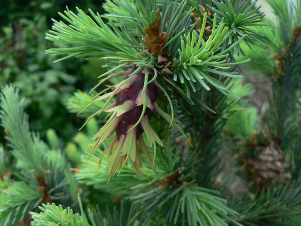 Pseudotsuga menziesii 