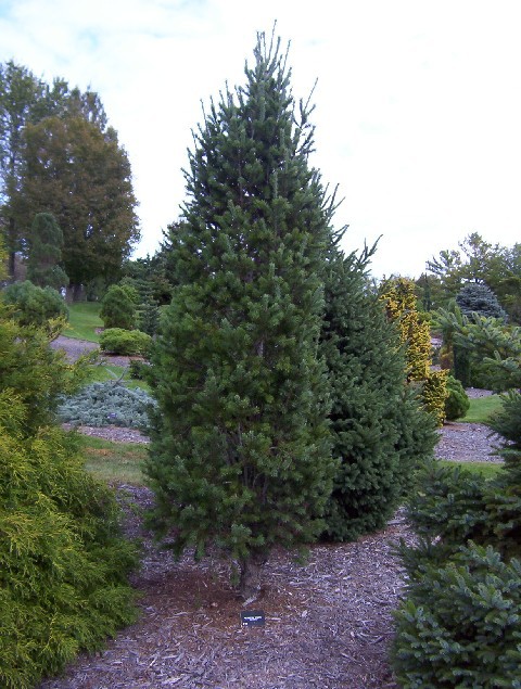 Pseudotsuga menziesii 