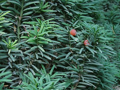 Taxus baccata 