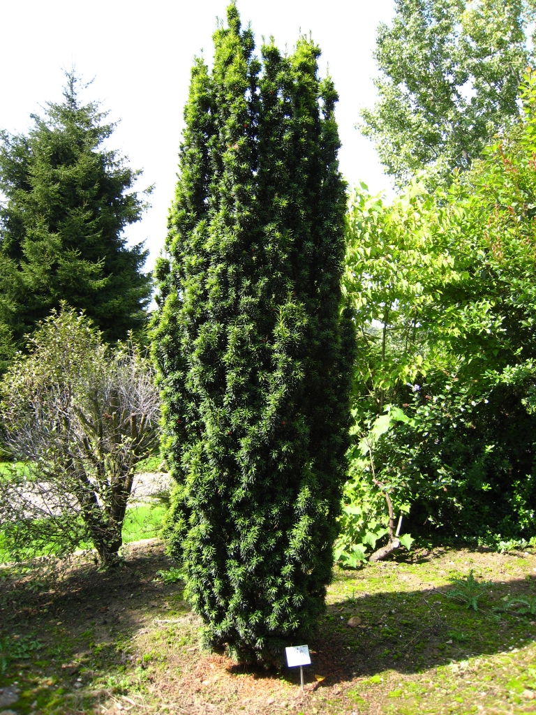 Taxus baccata 
