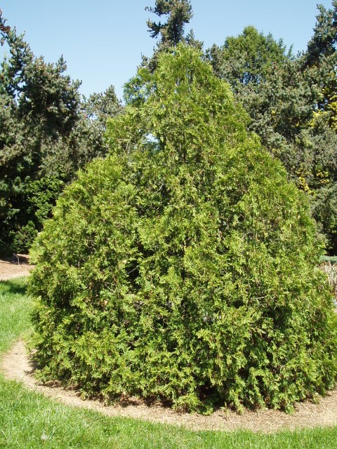 Thuja occidentalis 