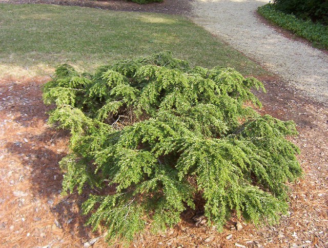 Tsuga canadensis 