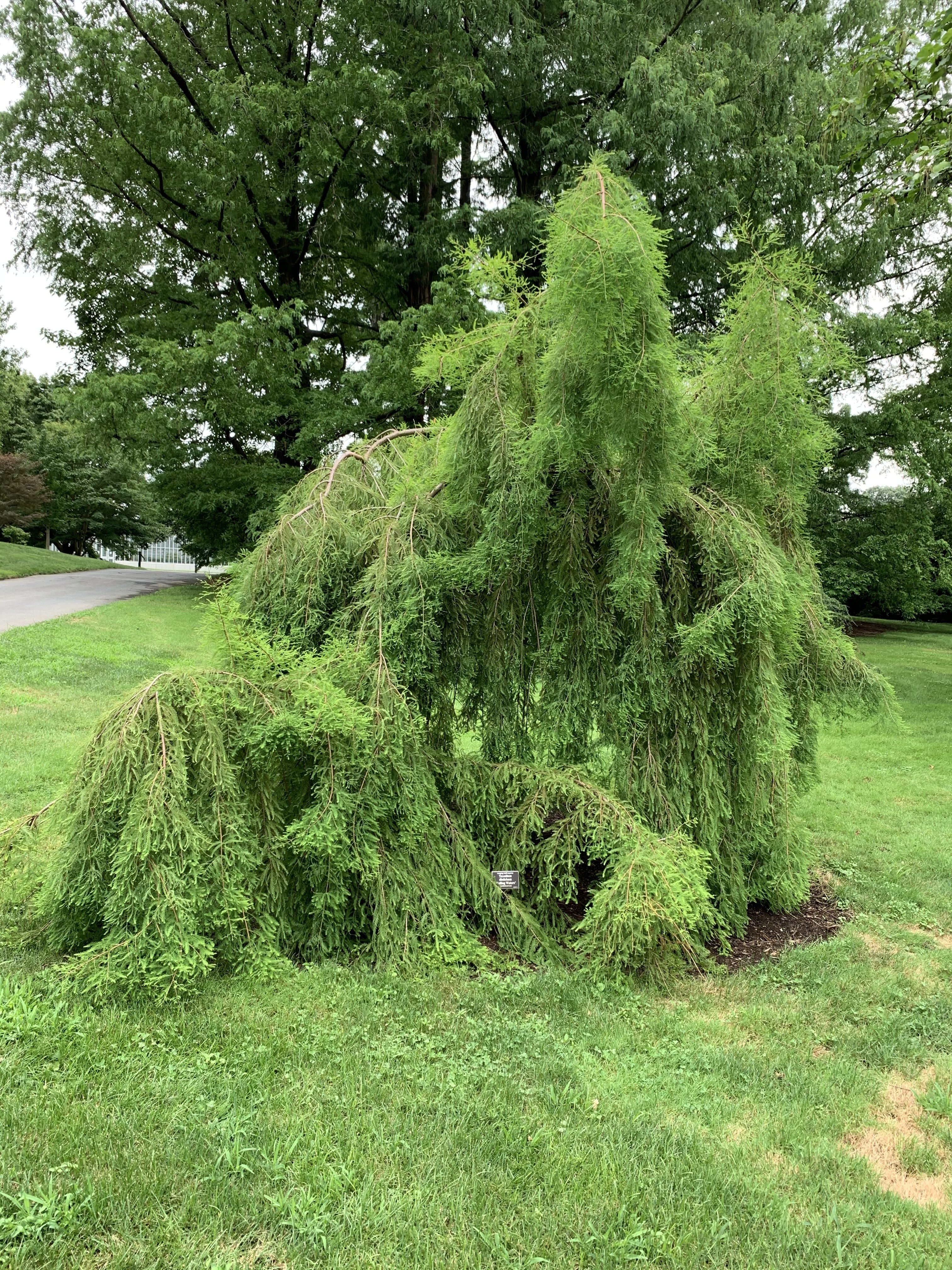 Taxodium distichum 