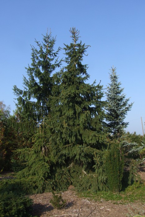 Picea abies 