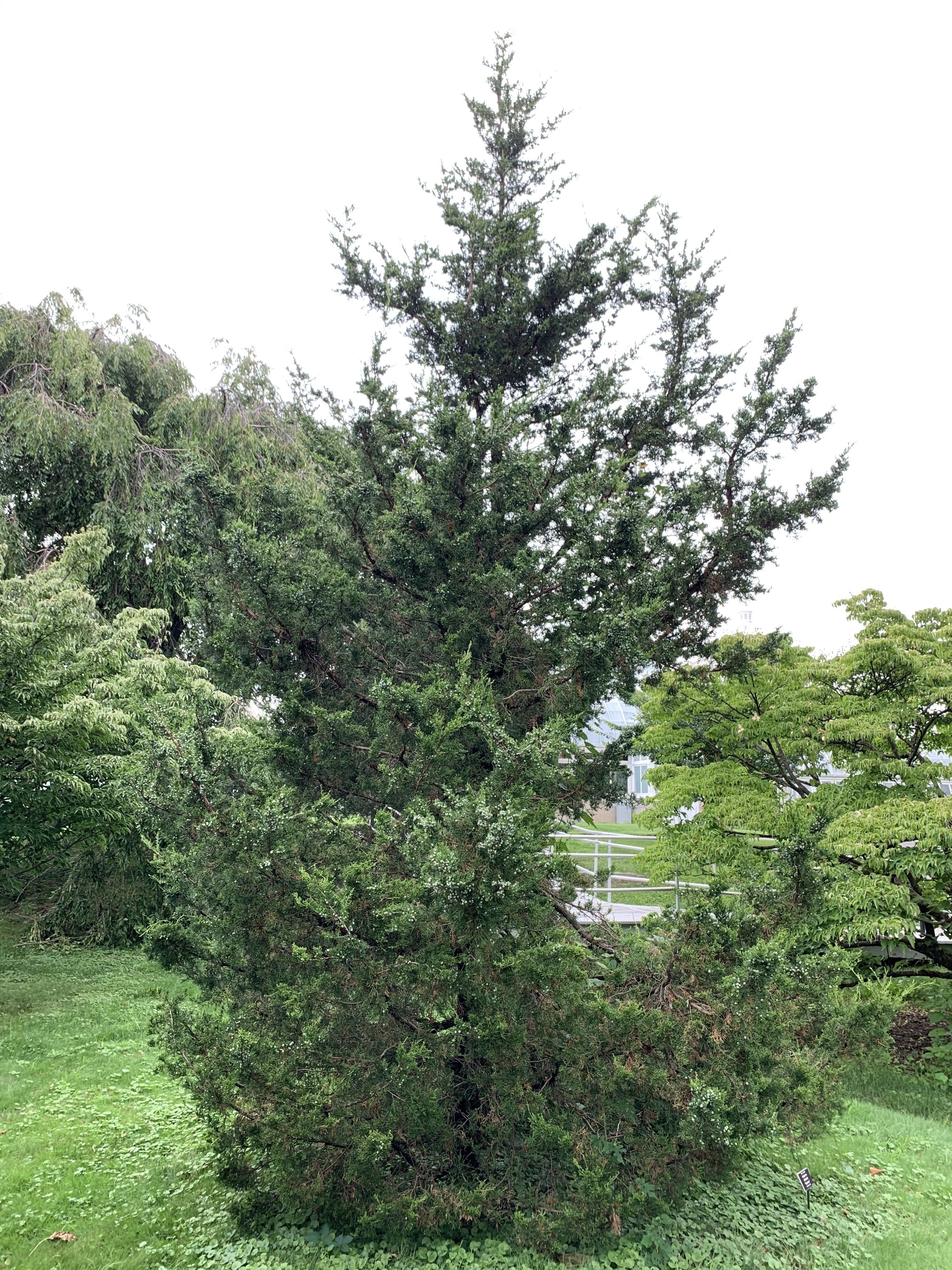 Juniperus chinensis 