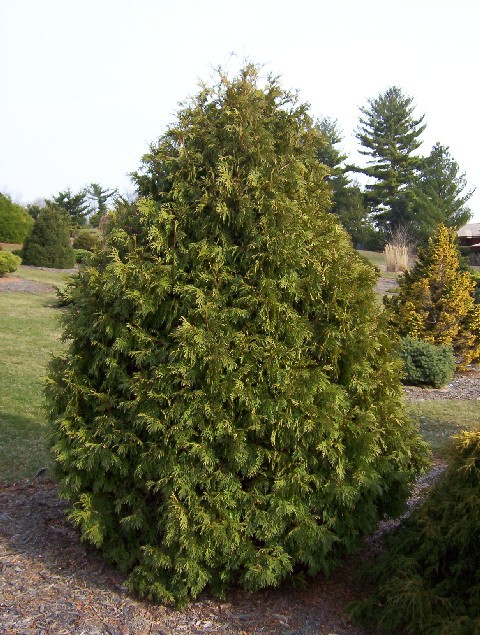 Thuja occidentalis 