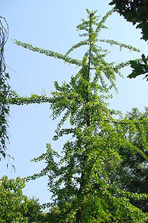 Ginkgo biloba 