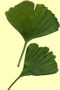 Ginkgo biloba 