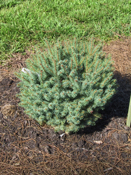 Picea glauca 
