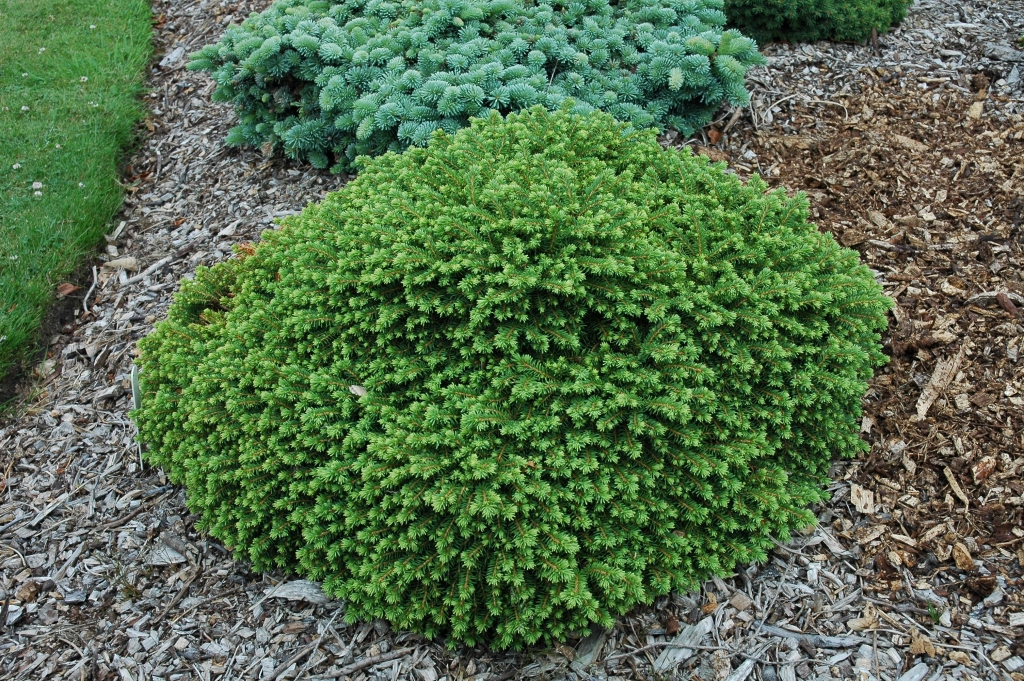 Picea abies 