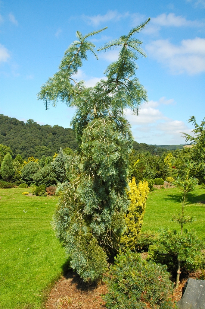 Abies concolor 