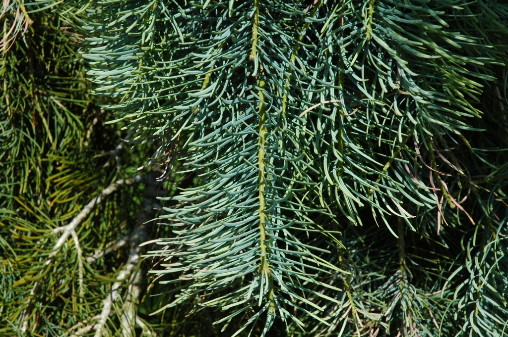 Abies concolor 
