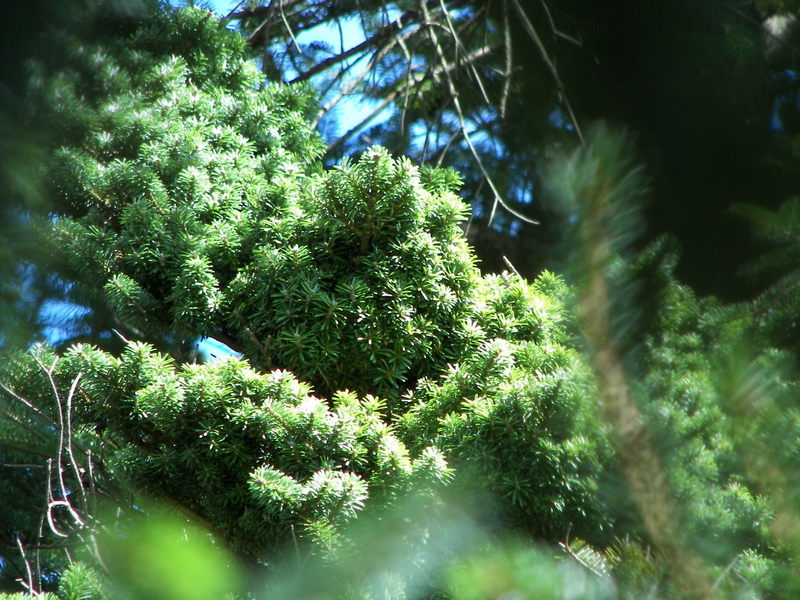 Abies homolepis 